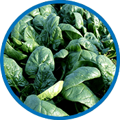 CSA Shares